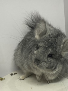 Шиншиллы Ангора пушистая