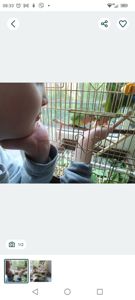 Нерозлучник рожевощокий