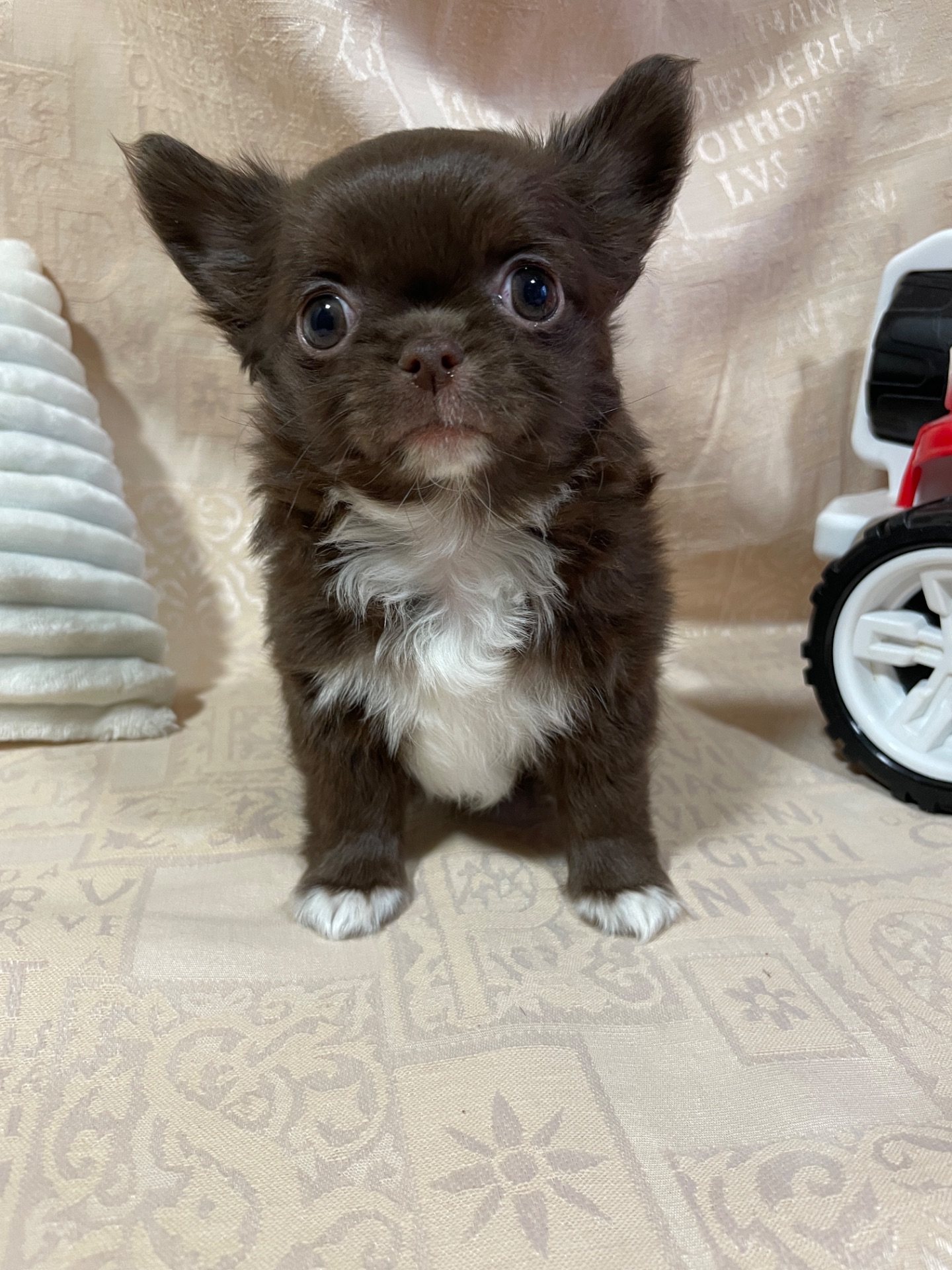 Хлопчики чихуахуа