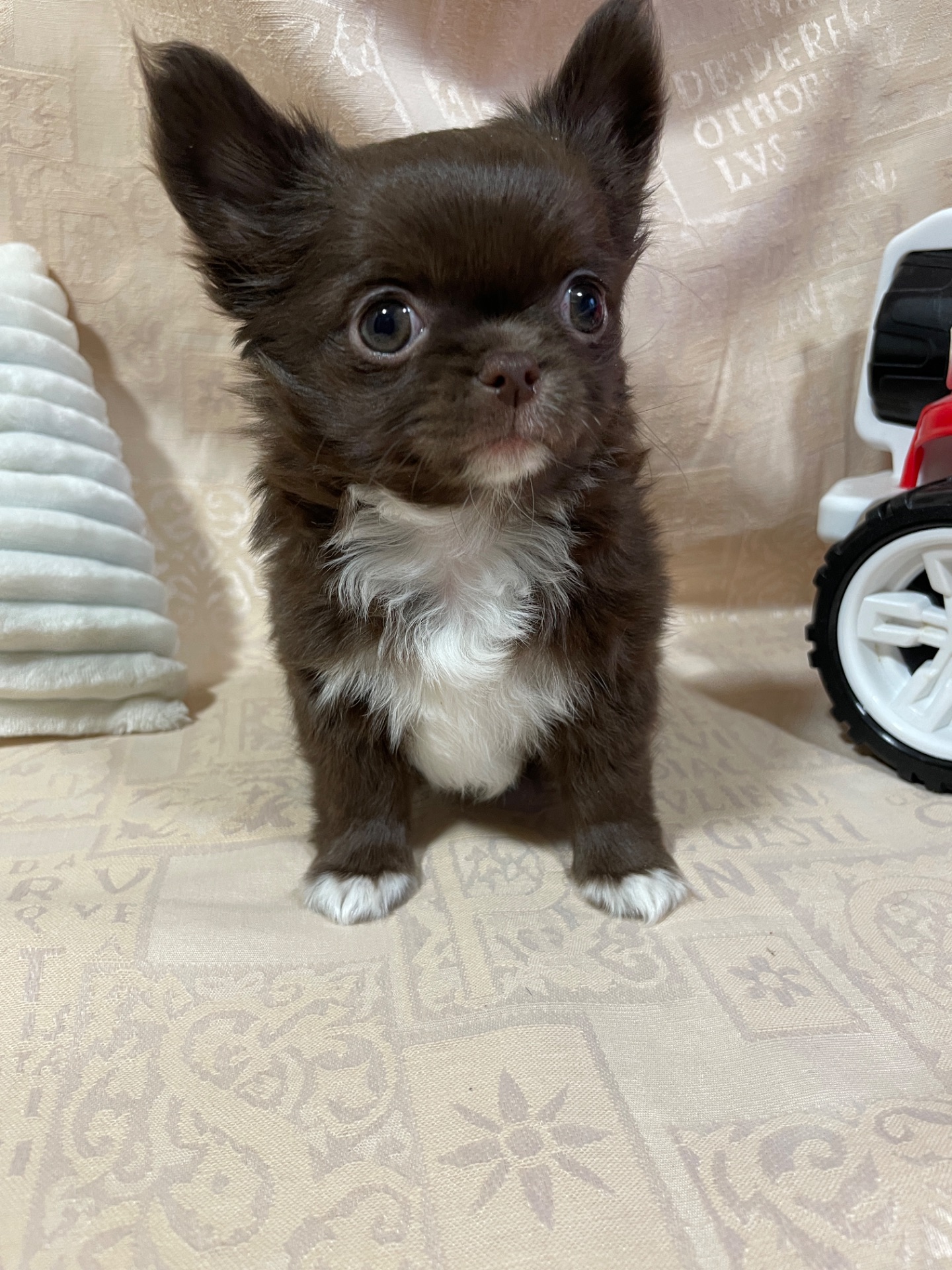 Хлопчики чихуахуа