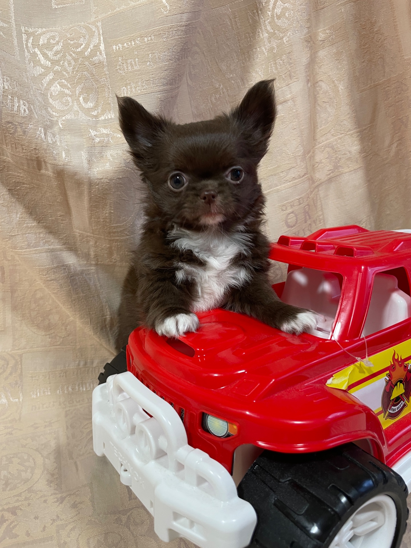 Хлопчики чихуахуа