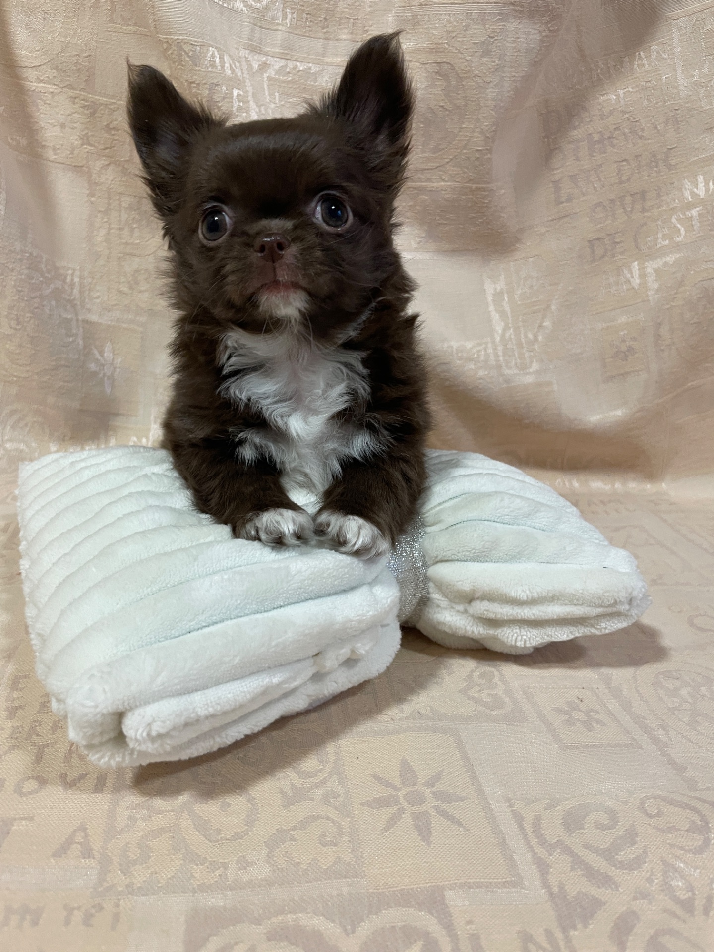 Хлопчики чихуахуа