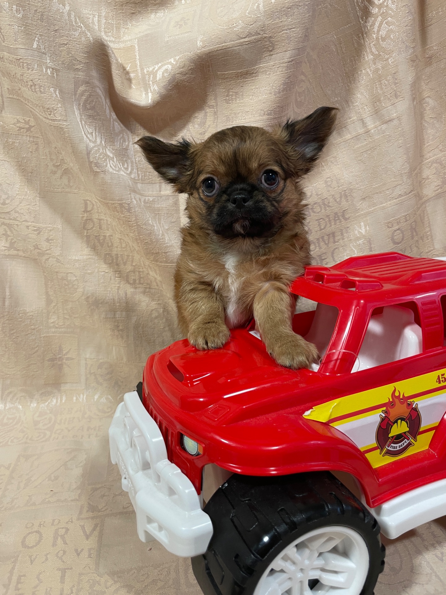 Хлопчики чихуахуа