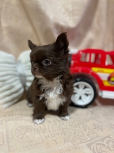 Хлопчики чихуахуа