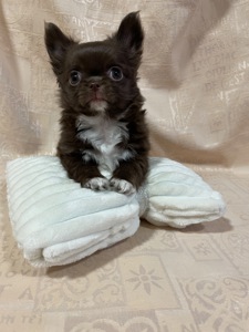 Хлопчики чихуахуа