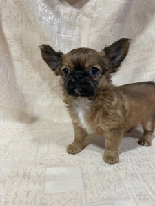 Хлопчики чихуахуа