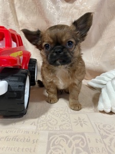 Хлопчики чихуахуа