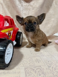 Хлопчики чихуахуа