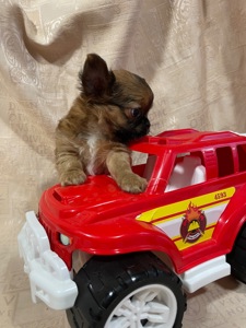 Хлопчики чихуахуа