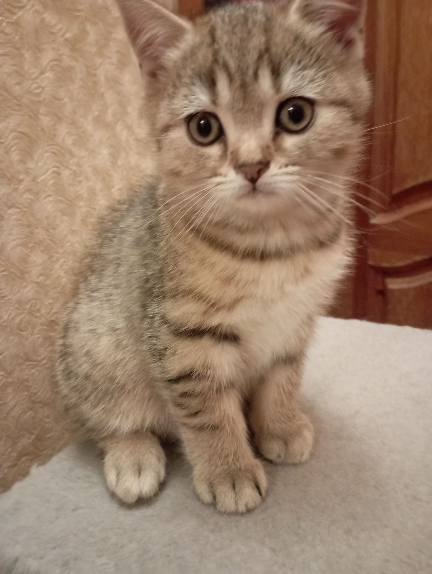 Грайливі Милі Скоттиш страйт Золоті Хлопчики