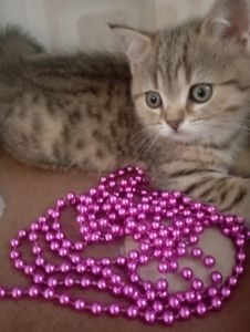 Грайливі Милі Скоттиш страйт Золоті Хлопчики