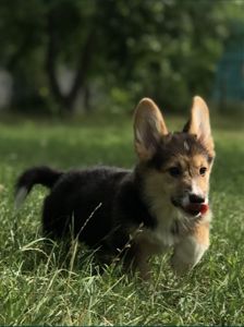 Дівчинка Вельш коргі пемброк