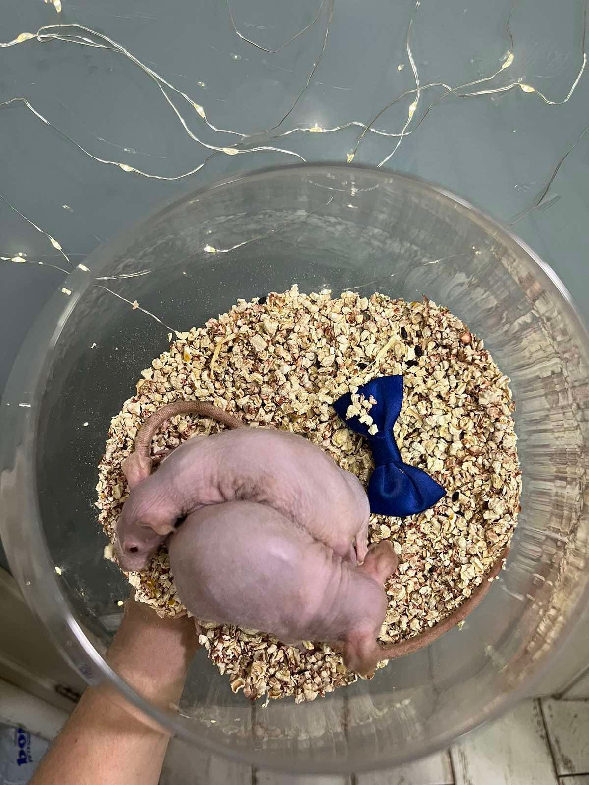 Маленька дівчинка гола