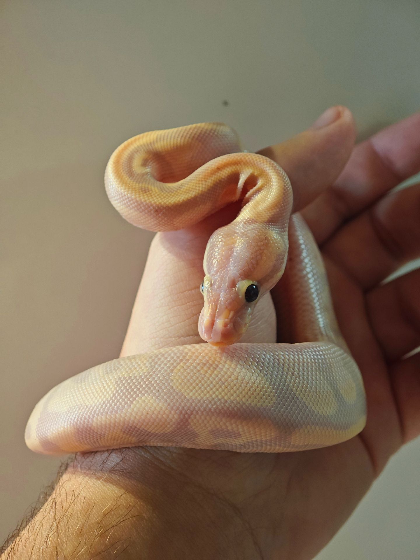 Королівський пітон самка Champagne Yellow Belly Piebald