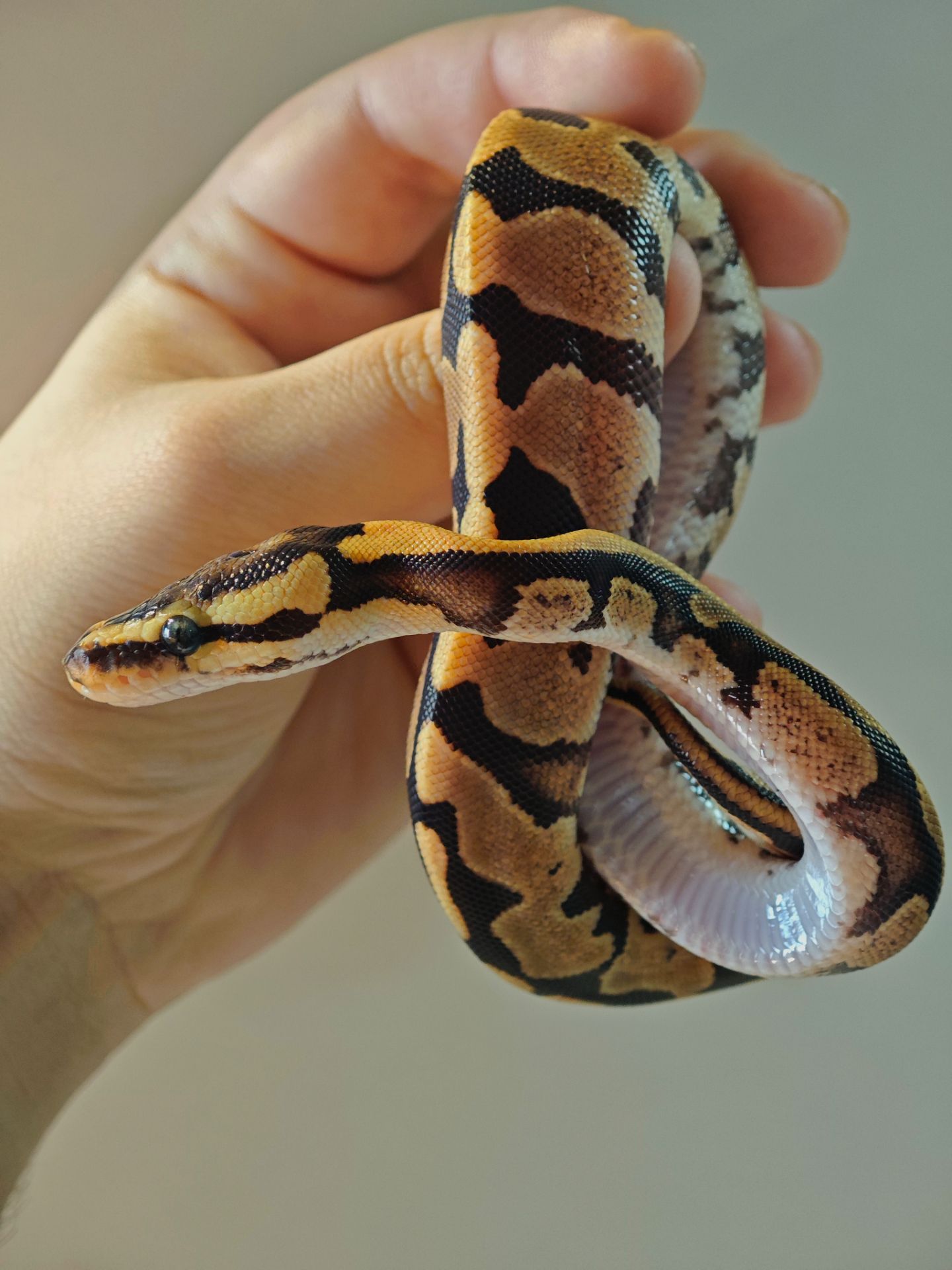 Королівський пітон самка Champagne Yellow Belly Piebald