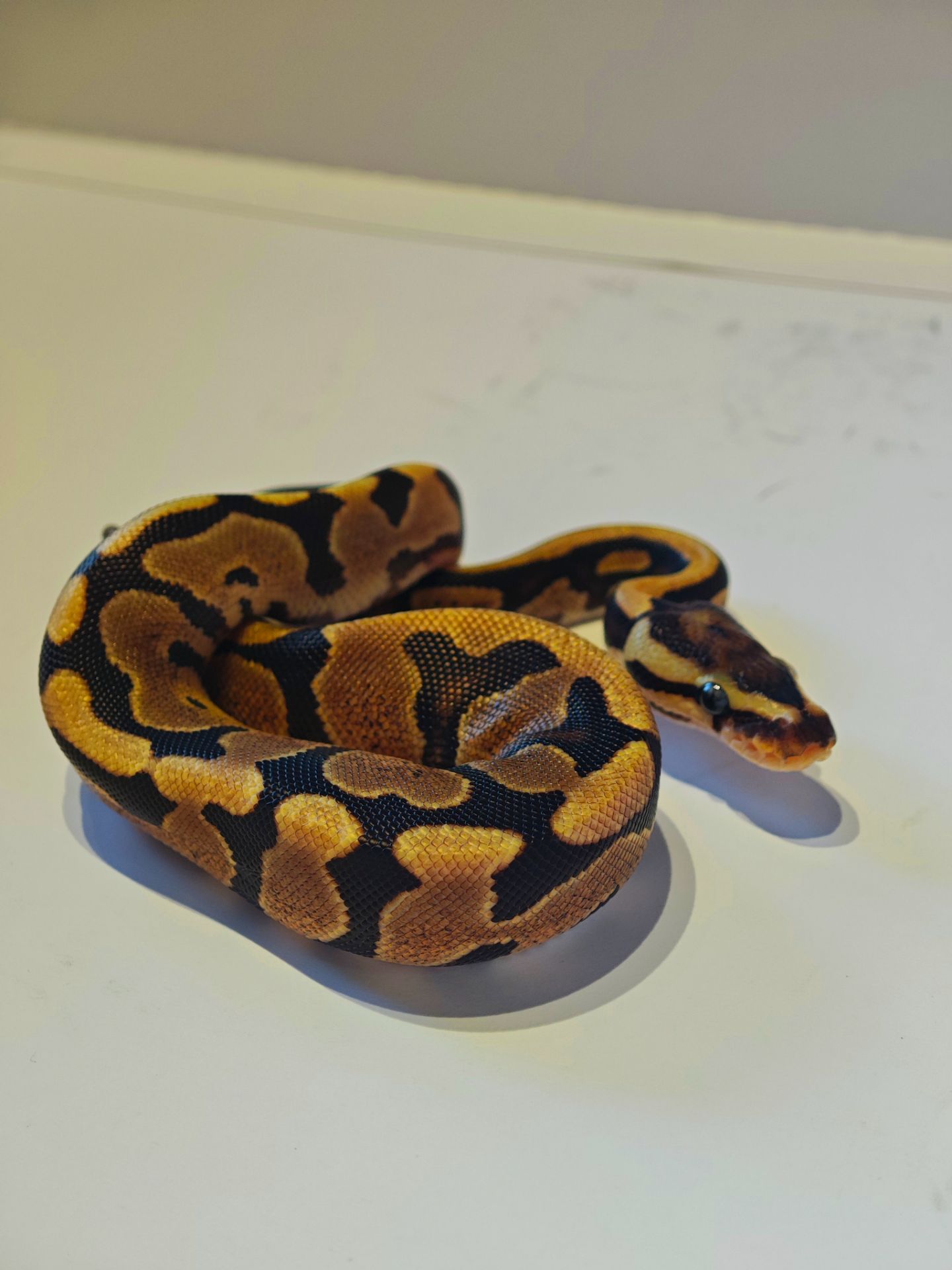 Королівський пітон самка Champagne Yellow Belly Piebald