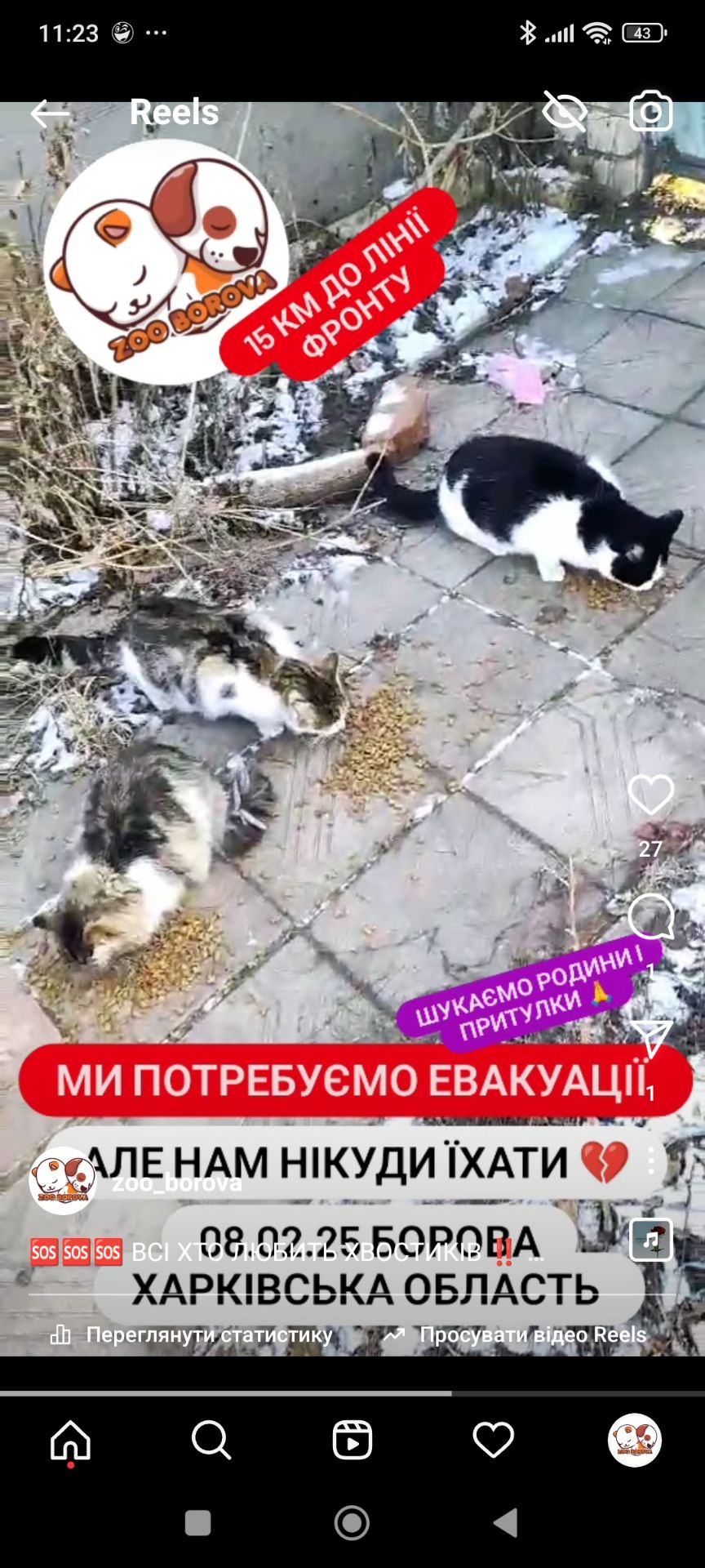 Котики Борова Харківська область