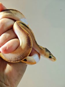 Королівський пітон самка Champagne Yellow Belly Piebald