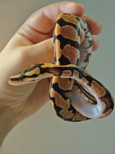 Королівський пітон самка Champagne Yellow Belly Piebald