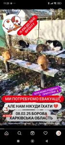 Котики Борова Харківська область