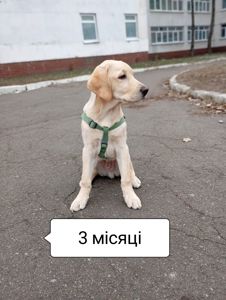 Хлопчик та дівчинка 3 місяці