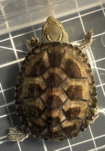 Мускусна черепаха Sternotherus odoratus