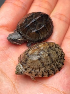 Мускусна черепаха Sternotherus odoratus