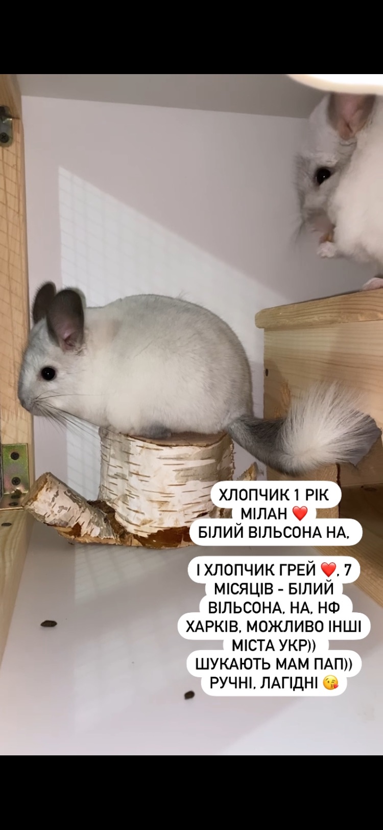 Білий вільсон, НА, НФ. Ебоні не визнаний