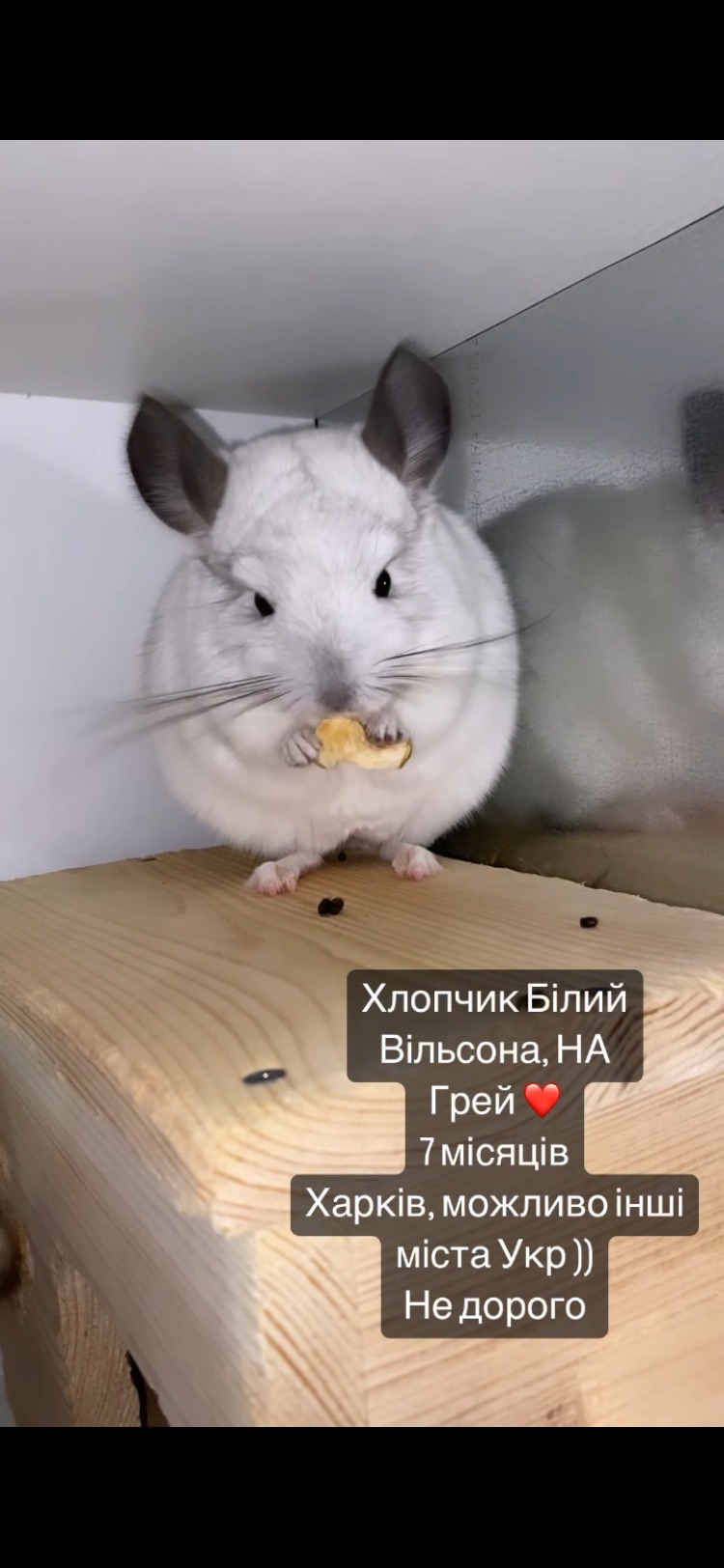 Білий вільсон, НА, НФ. Ебоні не визнаний