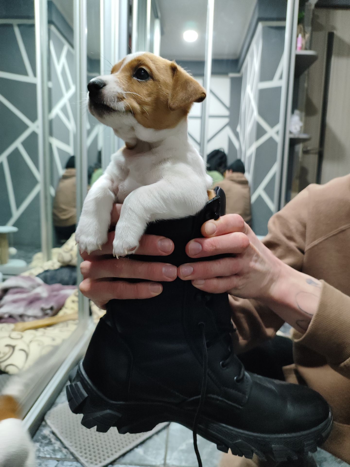 Цуценята Джек Рассел тер'єр