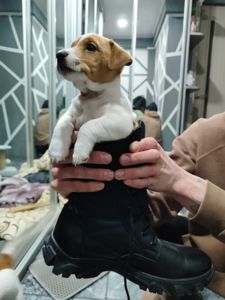 Цуценята Джек Рассел тер'єр