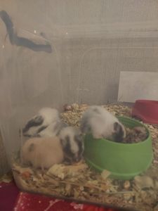 Сирійські хом'ячки