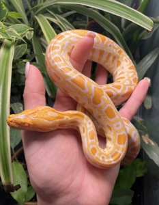 Тигровий пітон Самець 2024 р Морфа Caramel Albino
