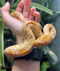 Тигровий пітон Самець 2024 р Морфа Caramel Albino