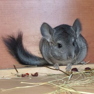 Самочка шиншиллы (юниор) стандарт носительница ангоры и фиолета