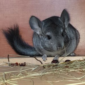 Самочка шиншиллы (юниор) стандарт носительница ангоры и фиолета