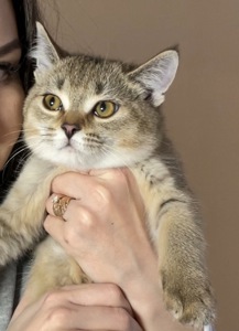Девочка черно золотая шиншилла шотландская кошечка с документами