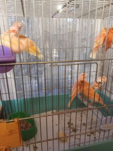 Канарейка