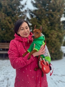 Елегантний хлопчик цвергпінчер