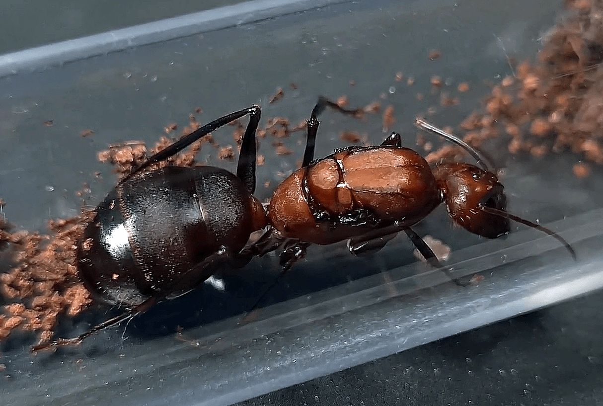 Camponotus angusticollis