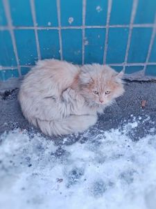 Котик схожий на породу персидську чи сіамська