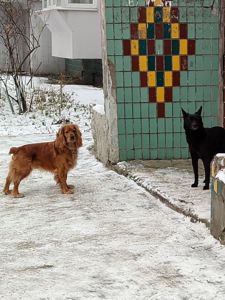 Песик схожий на бельгійську вівчарку