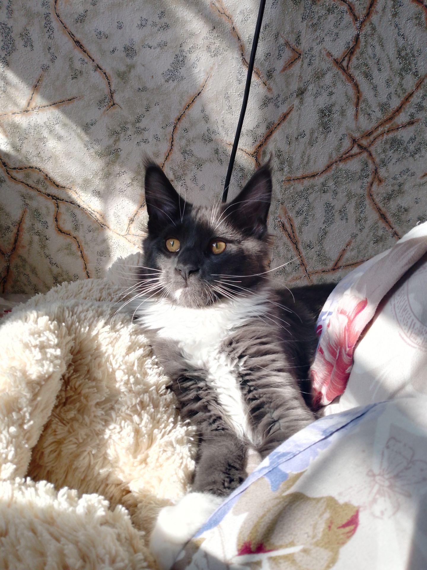 Кошеня мейн кун хлопчик