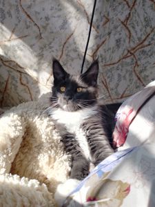 Кошеня мейн кун хлопчик