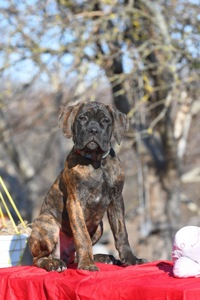 Чудові цуценята cane corso italiano (original) від офіційного клубу Dynasty Favorite