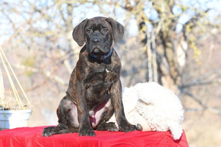 Чудові цуценята cane corso italiano (original) від офіційного клубу Dynasty Favorite