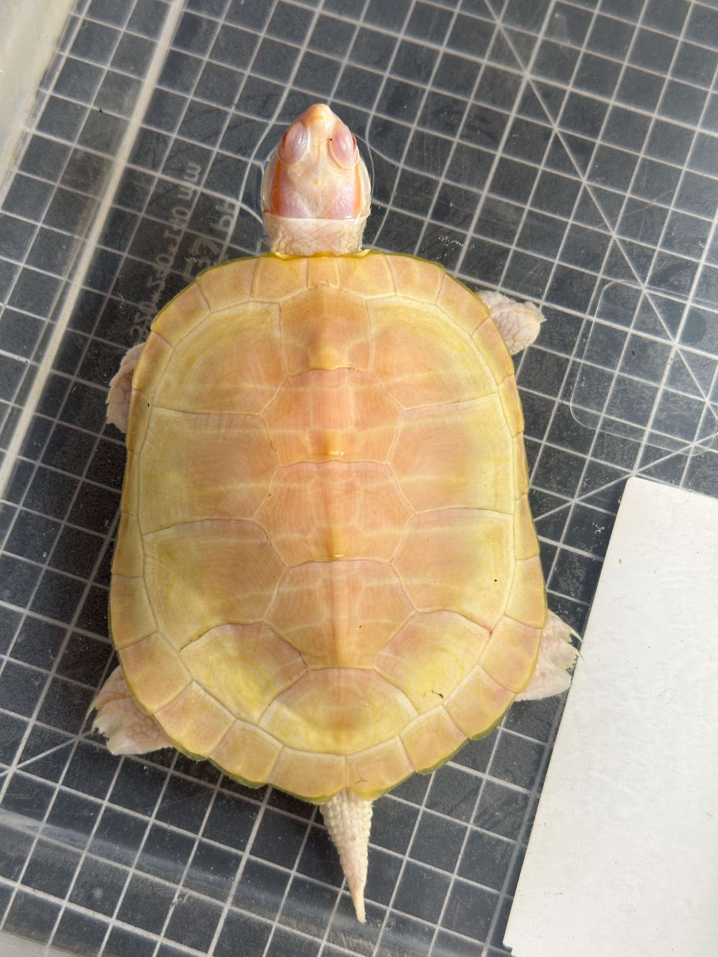 АЛЬБІНОС червоновухої черепахи Trachemys scripta elegans albino