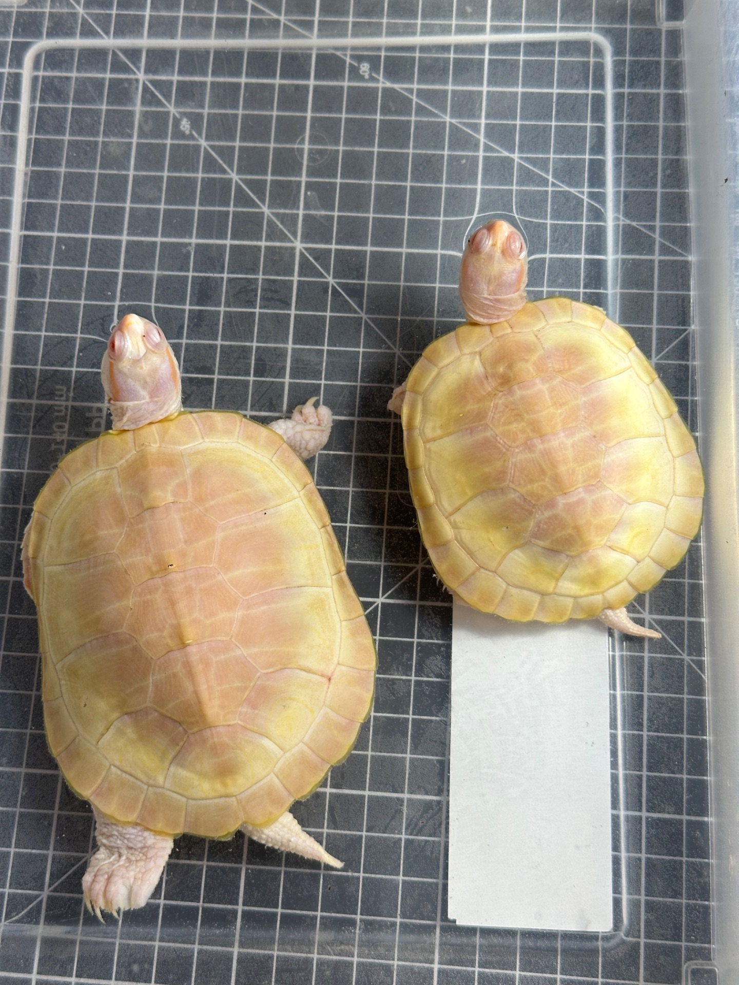 АЛЬБІНОС червоновухої черепахи Trachemys scripta elegans albino