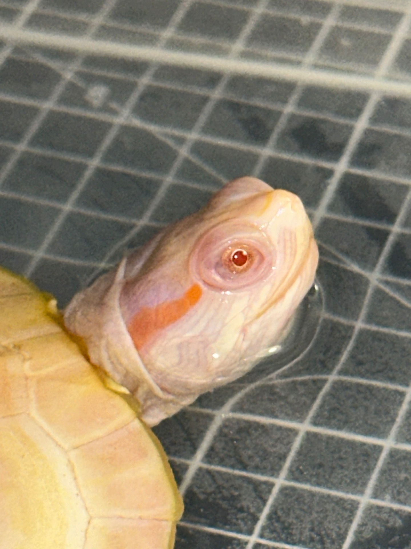 АЛЬБІНОС червоновухої черепахи Trachemys scripta elegans albino