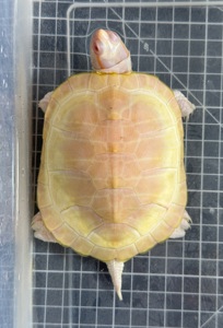 АЛЬБІНОС червоновухої черепахи Trachemys scripta elegans albino